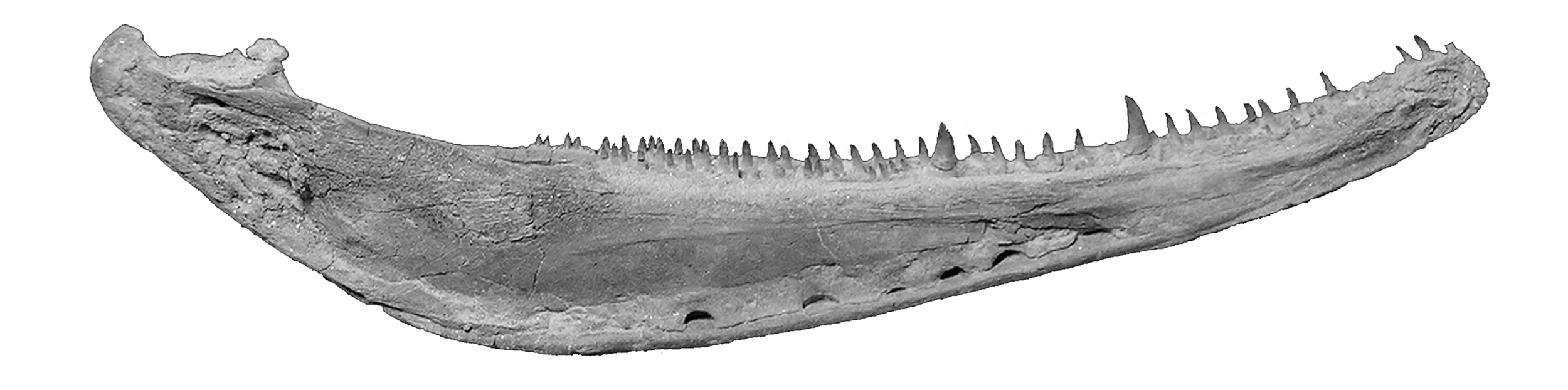 Latvian Fossils Close The Gap Between Fish And Land Animals, Say Researchers